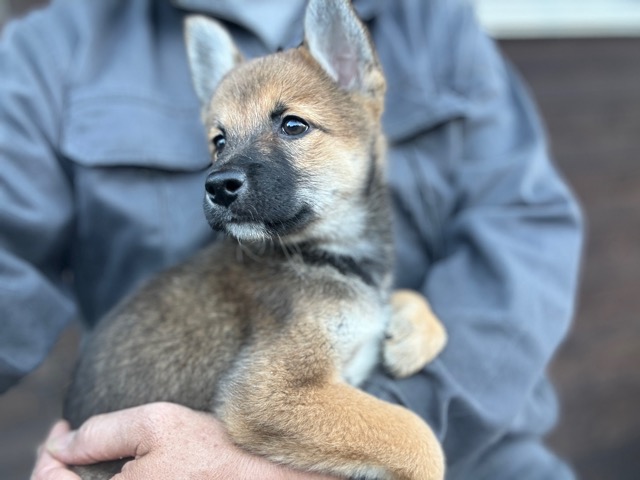 関西の老犬ホーム